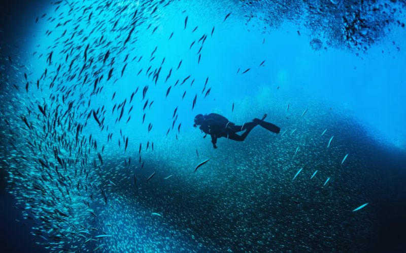 Diving Expeditions